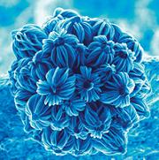 Nanoflower Bouquet